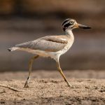 Great Thick-knee (Esacus recurvirostris) @ Satpura National Park, India. Photo: Håvard Rosenlund