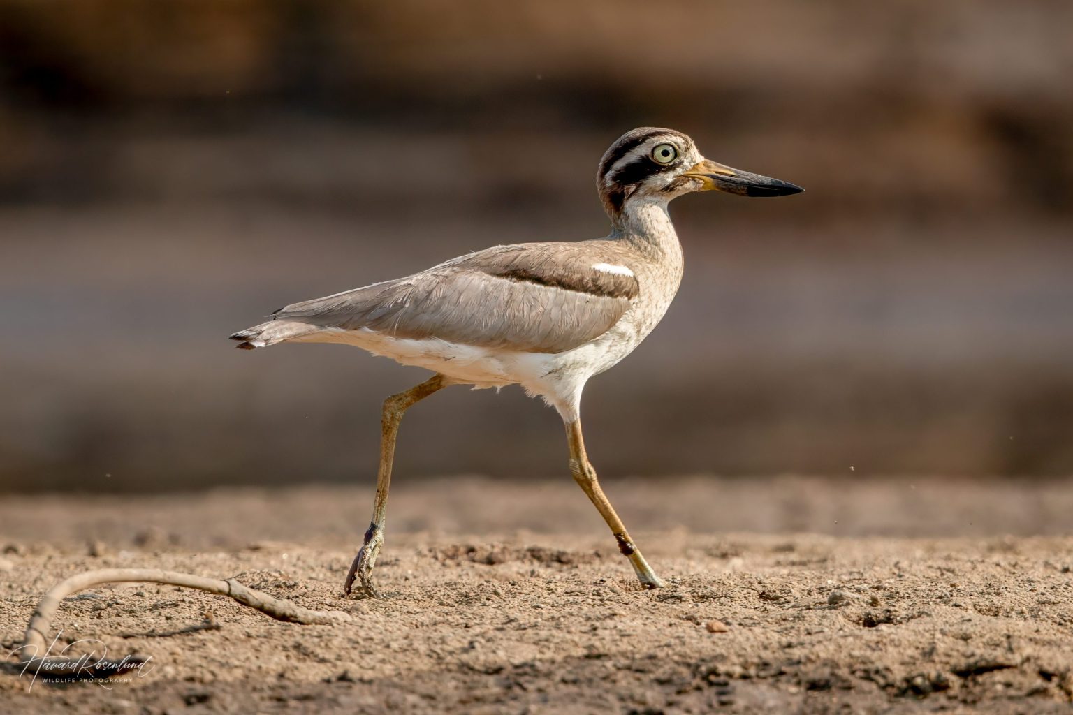 Great Thick-knee (Esacus recurvirostris) @ Satpura National Park, India. Photo: Håvard Rosenlund
