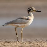 Great Thick-knee (Esacus recurvirostris) @ Satpura National Park, India. Photo: Håvard Rosenlund