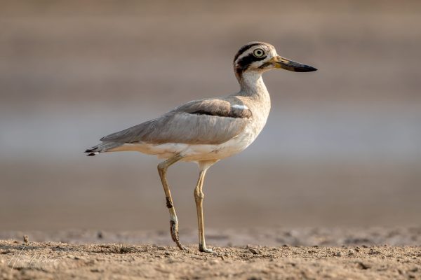 Krumnebbtriel (Esacus recurvirostris) @ Satpura National Park, India. Foto: Håvard Rosenlund
