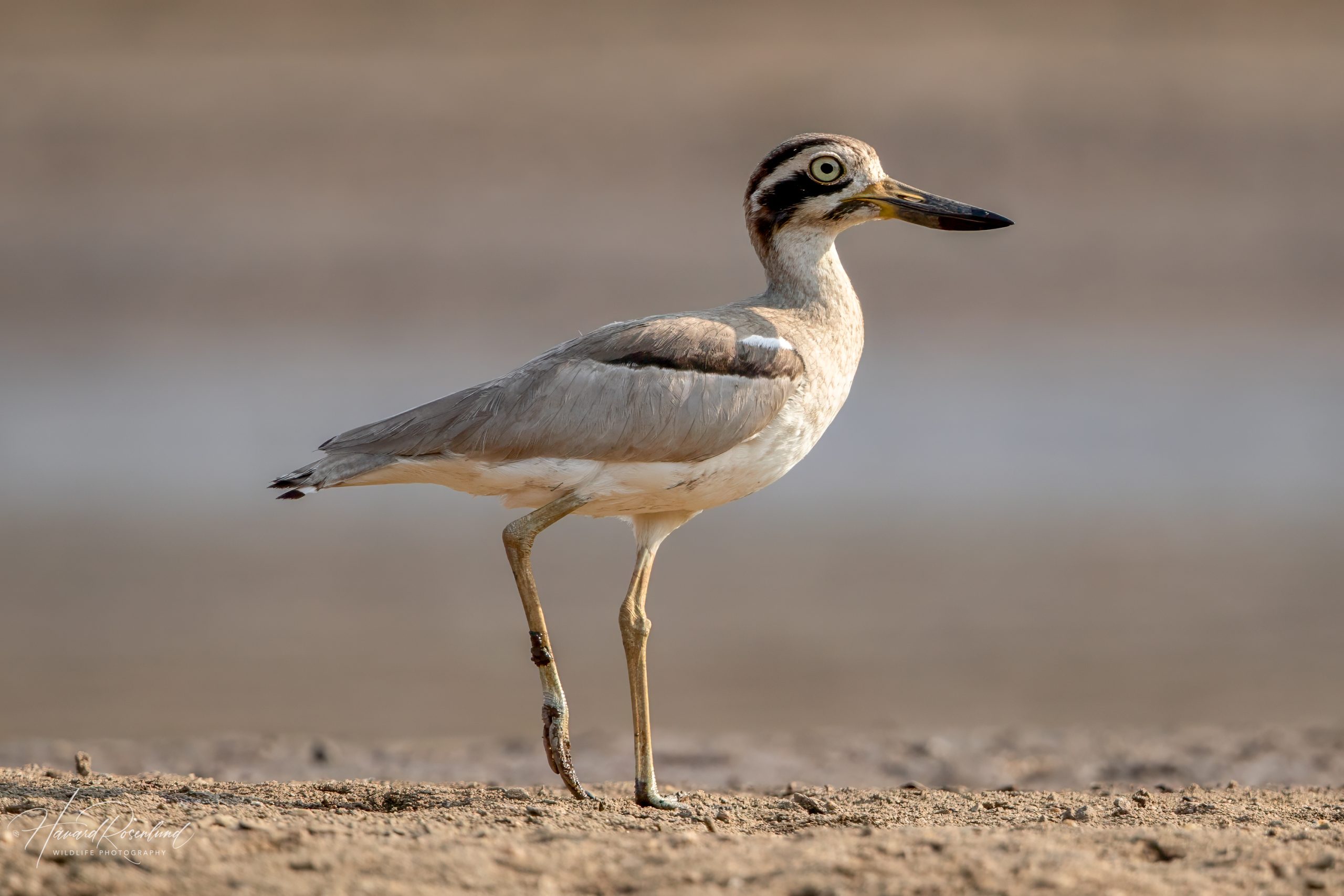 Krumnebbtriel (Esacus recurvirostris) @ Satpura National Park, India. Foto: Håvard Rosenlund