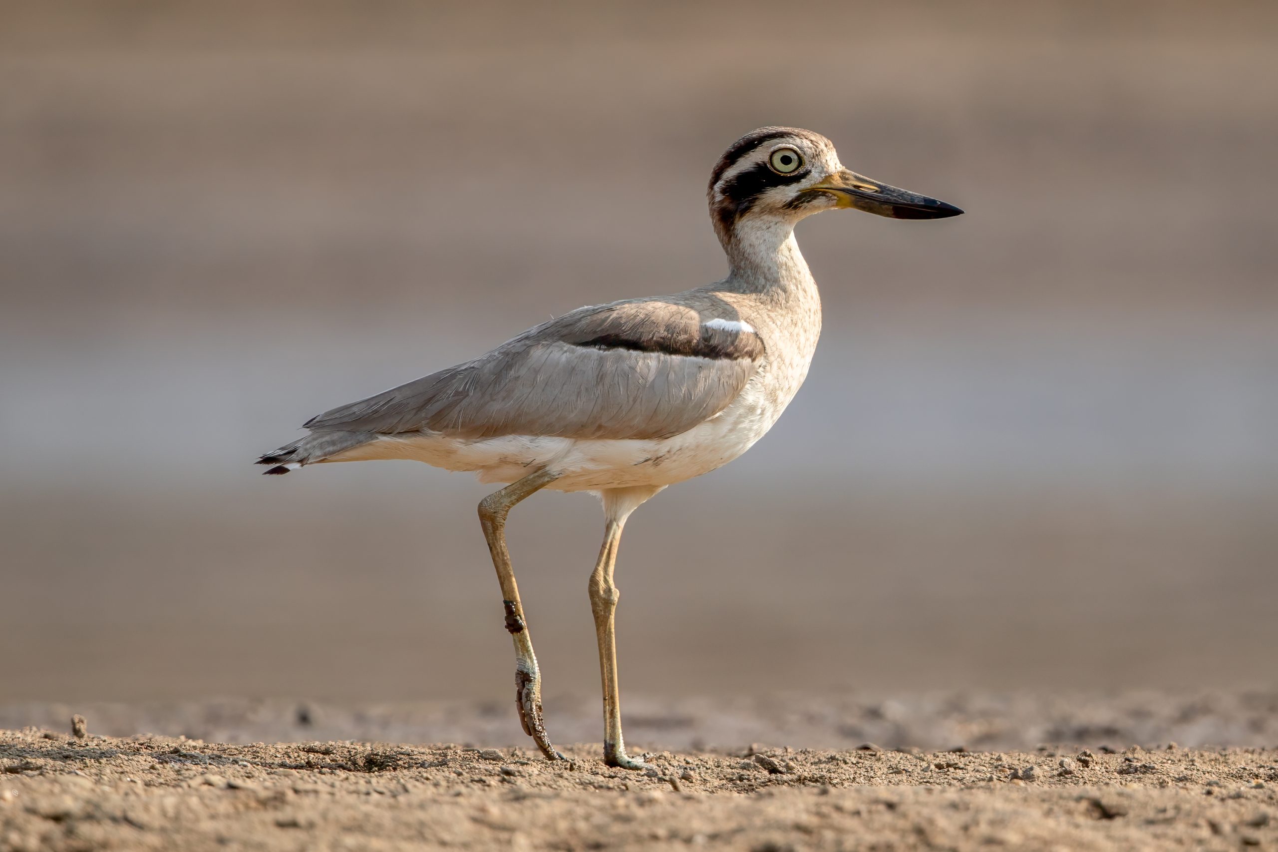 Krumnebbtriel (Esacus recurvirostris) @ Satpura National Park, India. Foto: Håvard Rosenlund