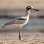 Great Thick-knee (Esacus recurvirostris) @ Satpura National Park, India. Photo: Håvard Rosenlund