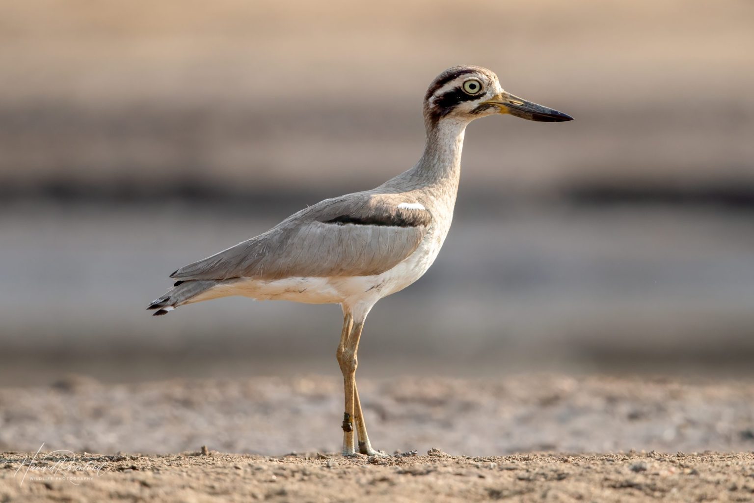Great Thick-knee (Esacus recurvirostris) @ Satpura National Park, India. Photo: Håvard Rosenlund