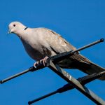 Eurasian Collared Dove (Streptopelia decaocto) @ Ystad, Sweden. Photo: Håvard Rosenlund