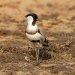 River Lapwing (Vanellus duvaucelii) in Satpura National Park, India