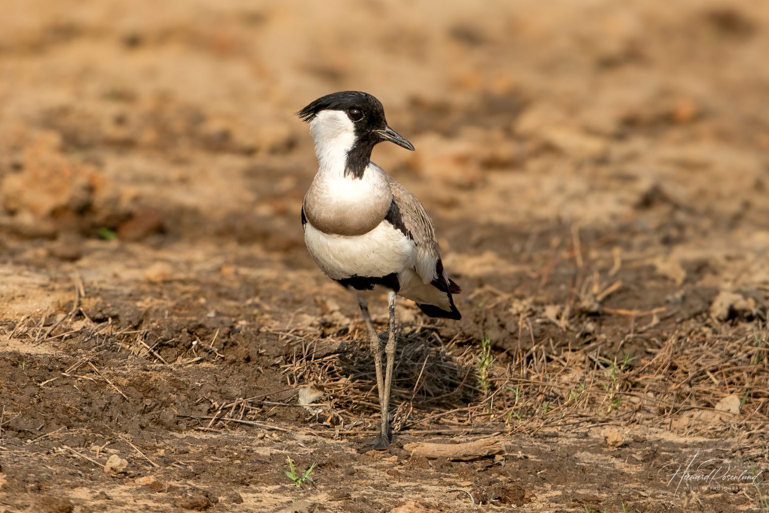 River Lapwing (Vanellus duvaucelii) in Satpura National Park, India