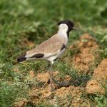 River Lapwing (Vanellus duvaucelii) in Satpura National Park, India