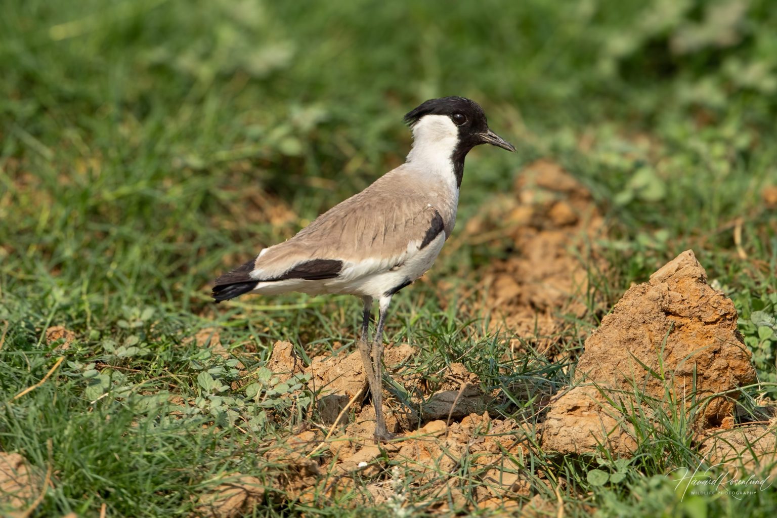 River Lapwing (Vanellus duvaucelii) in Satpura National Park, India