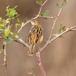 Zitting Cisticola (Cisticola juncidis) @ Pench National Park, India. Photo: Håvard Rosenlund