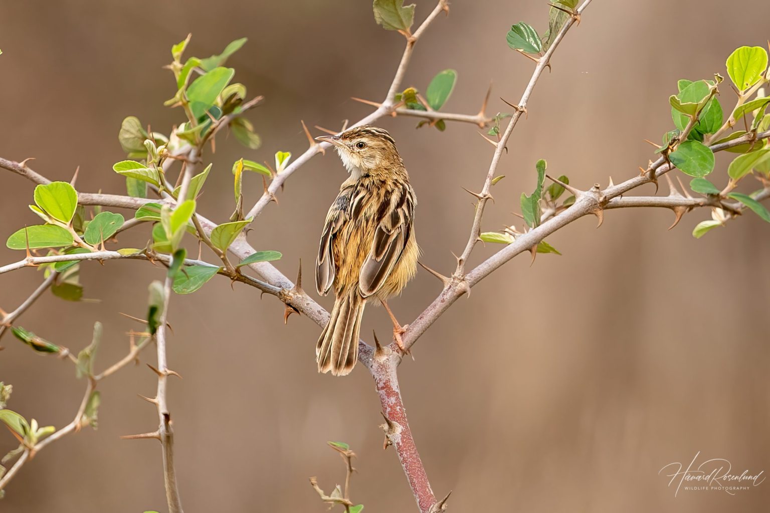 Zitting Cisticola (Cisticola juncidis) @ Pench National Park, India. Photo: Håvard Rosenlund