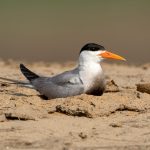 Black-bellied Tern (Sterna acuticauda) @ Satpura National Park, India. Photo: Håvard Rosenlund