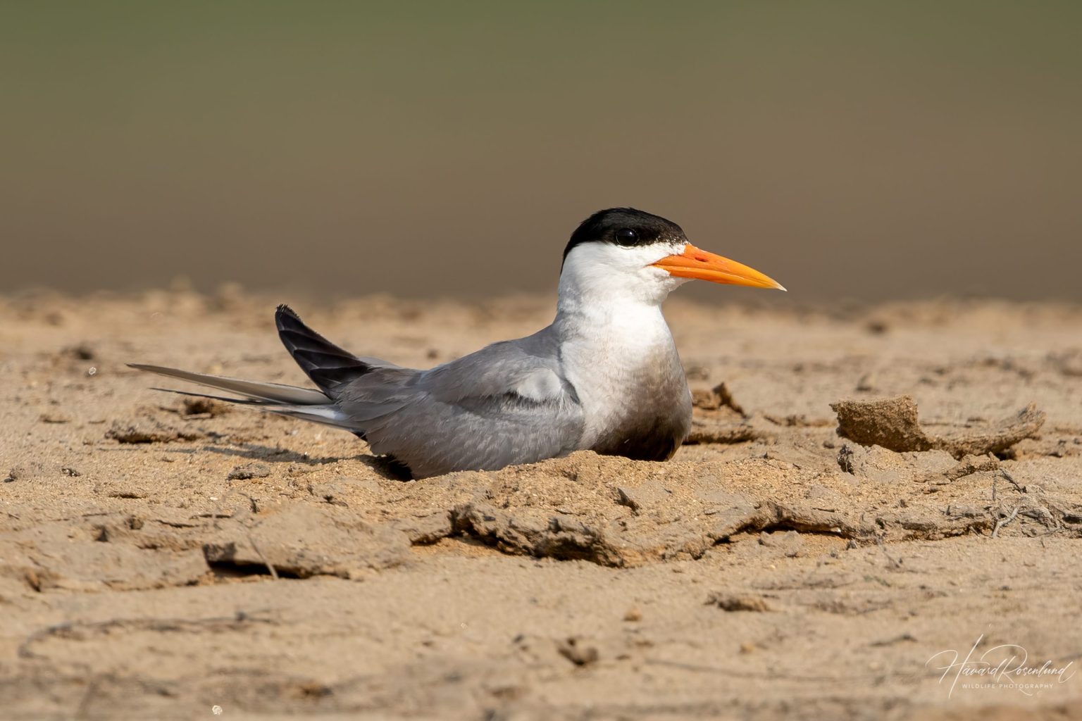 Black-bellied Tern (Sterna acuticauda) @ Satpura National Park, India. Photo: Håvard Rosenlund