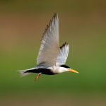 Black-bellied Tern (Sterna acuticauda) @ Satpura National Park, India. Photo: Håvard Rosenlund