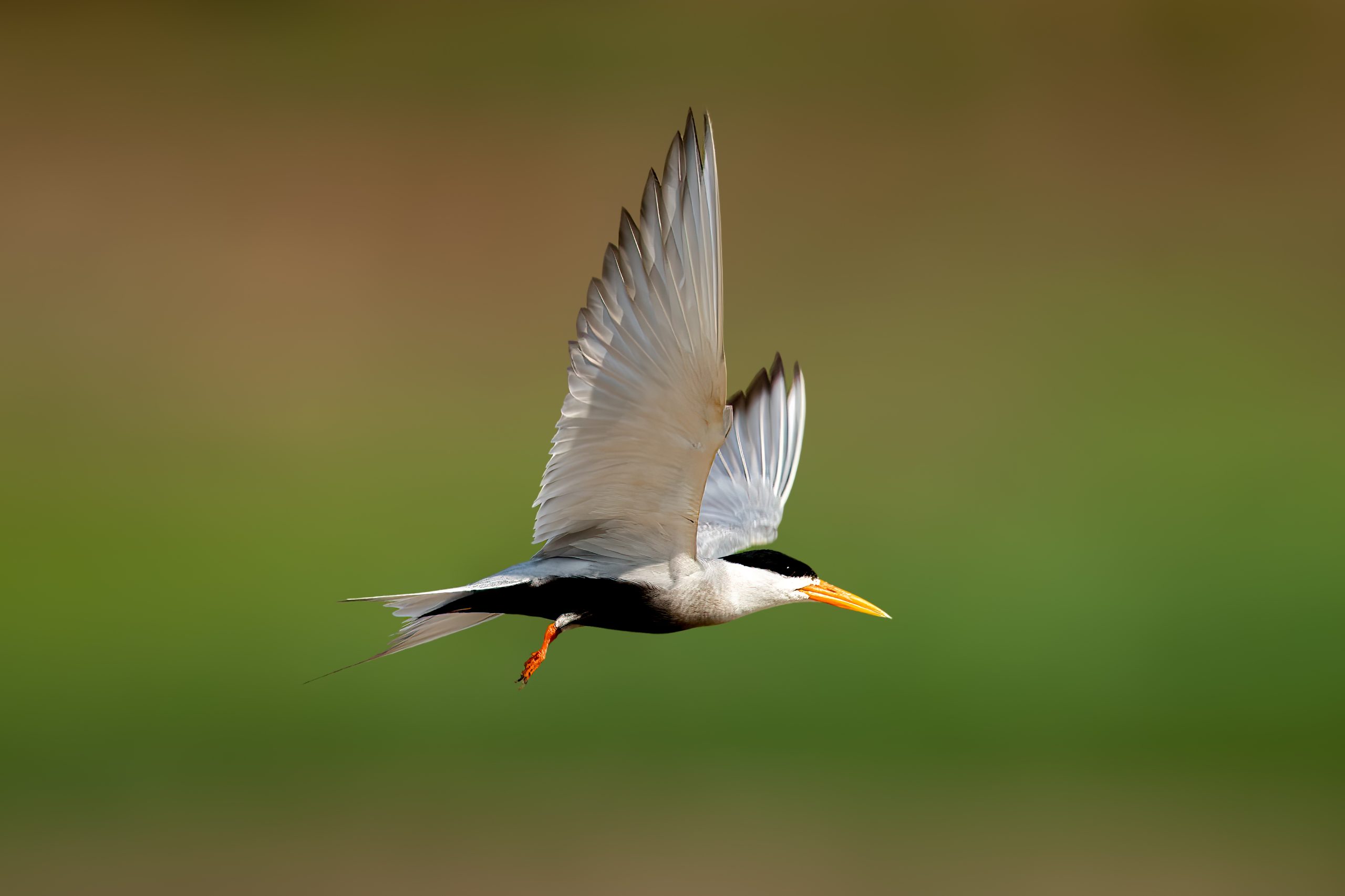 Black-bellied Tern (Sterna acuticauda) @ Satpura National Park, India. Photo: Håvard Rosenlund