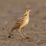 Oriental Skylark (Alauda gulgula) @ Satpura National Park, India. Photo: Håvard Rosenlund