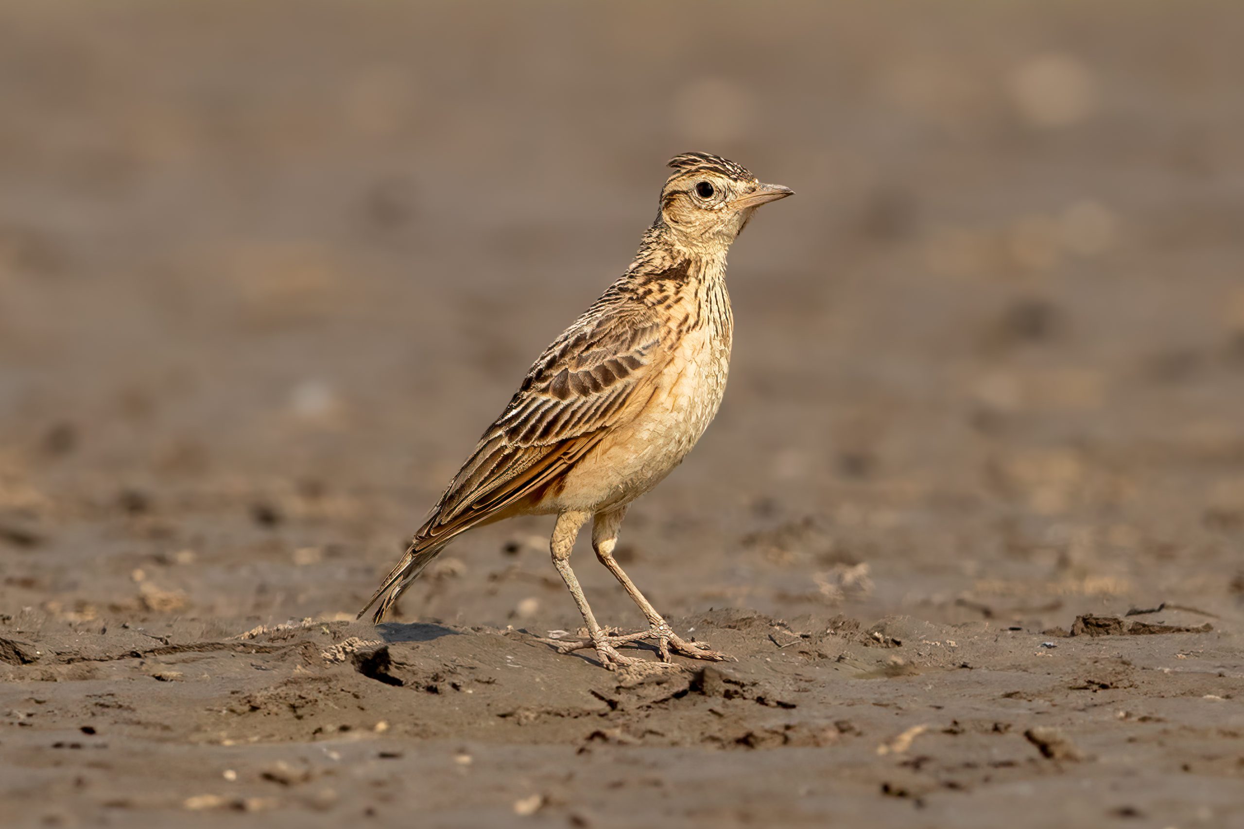 Oriental Skylark (Alauda gulgula) @ Satpura National Park, India. Photo: Håvard Rosenlund