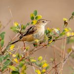 Zitting Cisticola (Cisticola juncidis) @ Pench National Park, India. Photo: Håvard Rosenlund