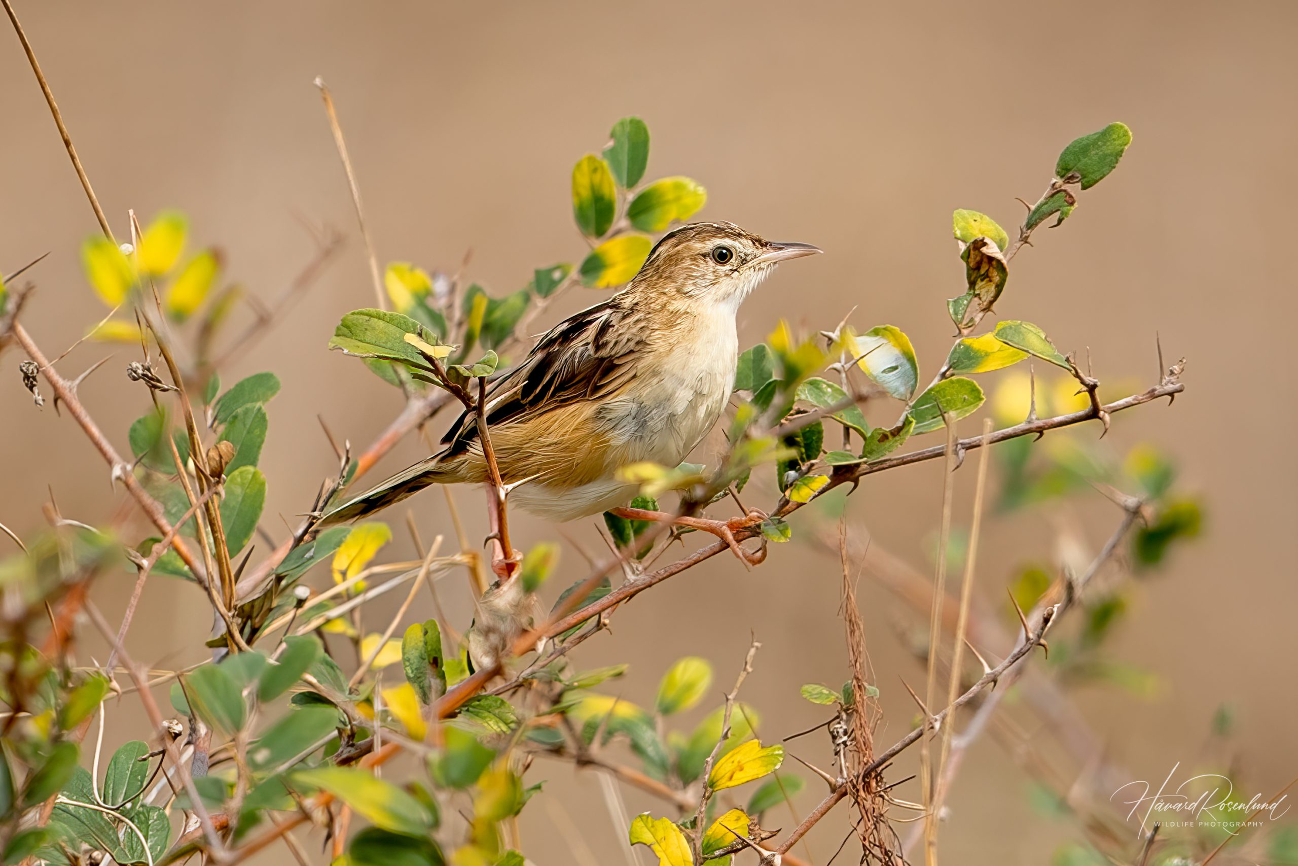 Cistussanger (Cisticola juncidis) @ Pench National Park, India. Foto: Håvard Rosenlund