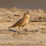 Oriental Skylark (Alauda gulgula) @ Satpura National Park, India. Photo: Håvard Rosenlund