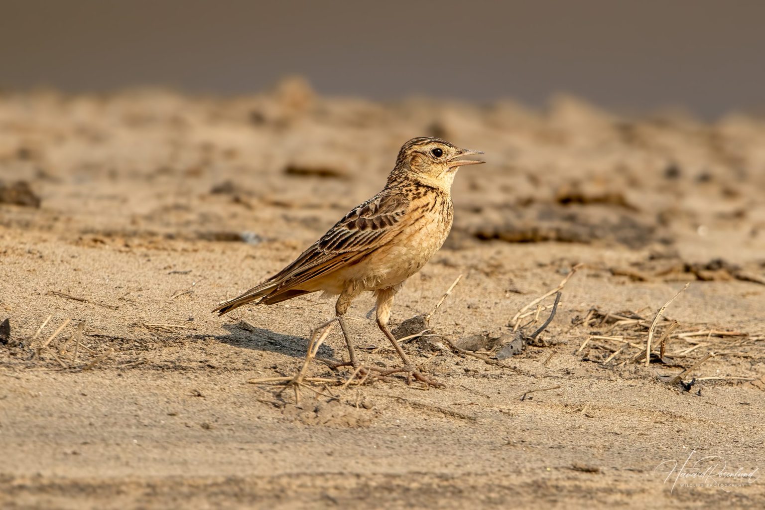 Oriental Skylark (Alauda gulgula) @ Satpura National Park, India. Photo: Håvard Rosenlund