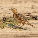 Oriental Skylark (Alauda gulgula) @ Satpura National Park, India. Photo: Håvard Rosenlund