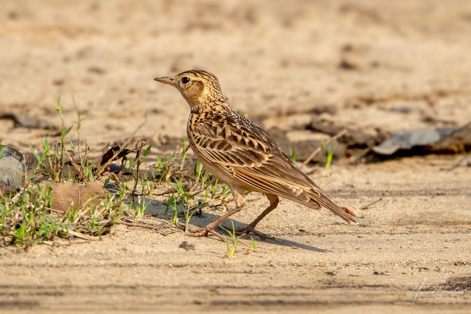 Oriental Skylark (Alauda gulgula) @ Satpura National Park, India. Photo: Håvard Rosenlund