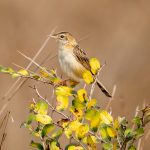 Zitting Cisticola (Cisticola juncidis) @ Pench National Park, India. Photo: Håvard Rosenlund