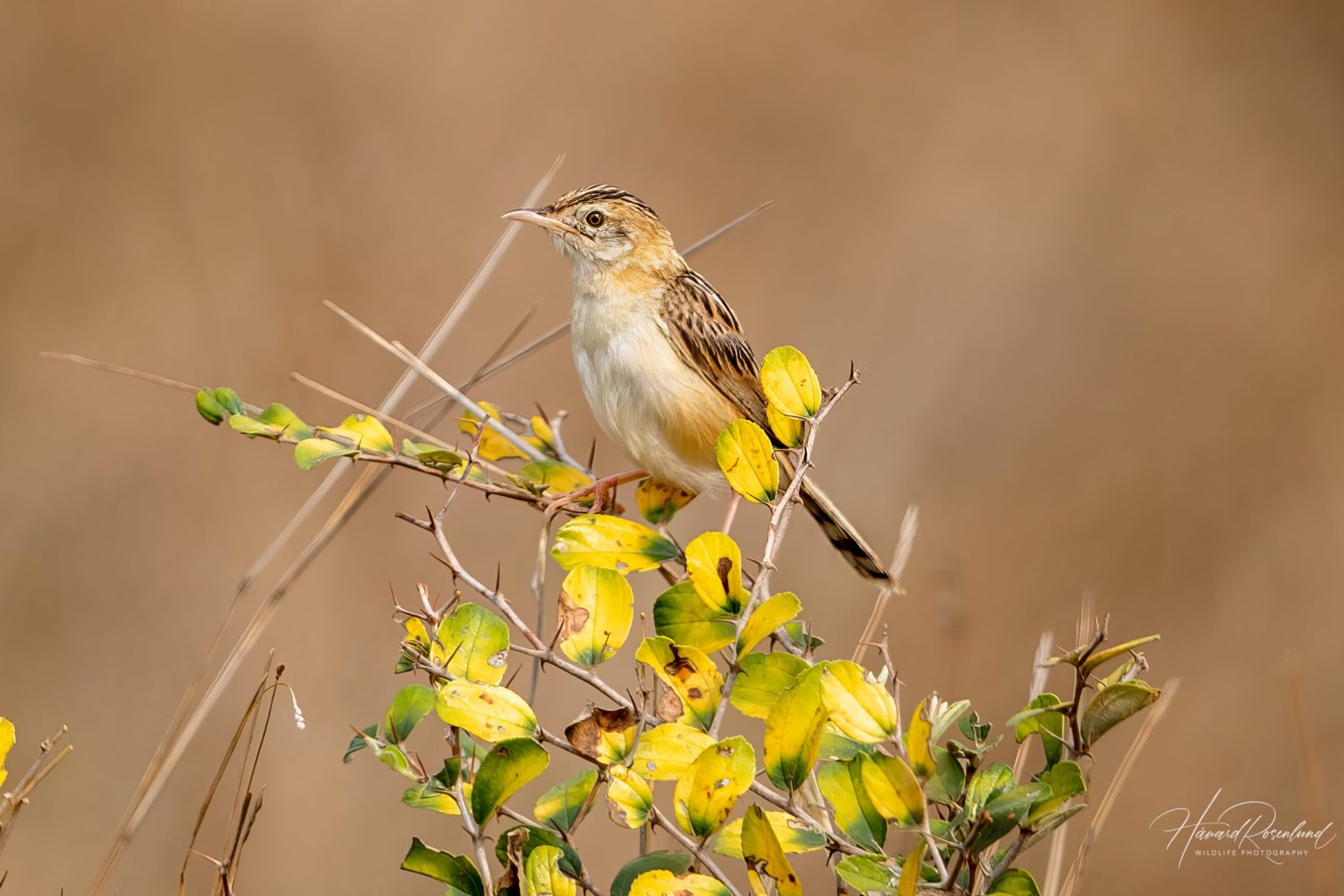 Zitting Cisticola (Cisticola juncidis) @ Pench National Park, India. Photo: Håvard Rosenlund