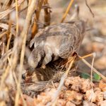 Ashy-crowned Sparrow-Lark (Eremopterix griseus) @ Pench National Park, India. Photo: Håvard Rosenlund
