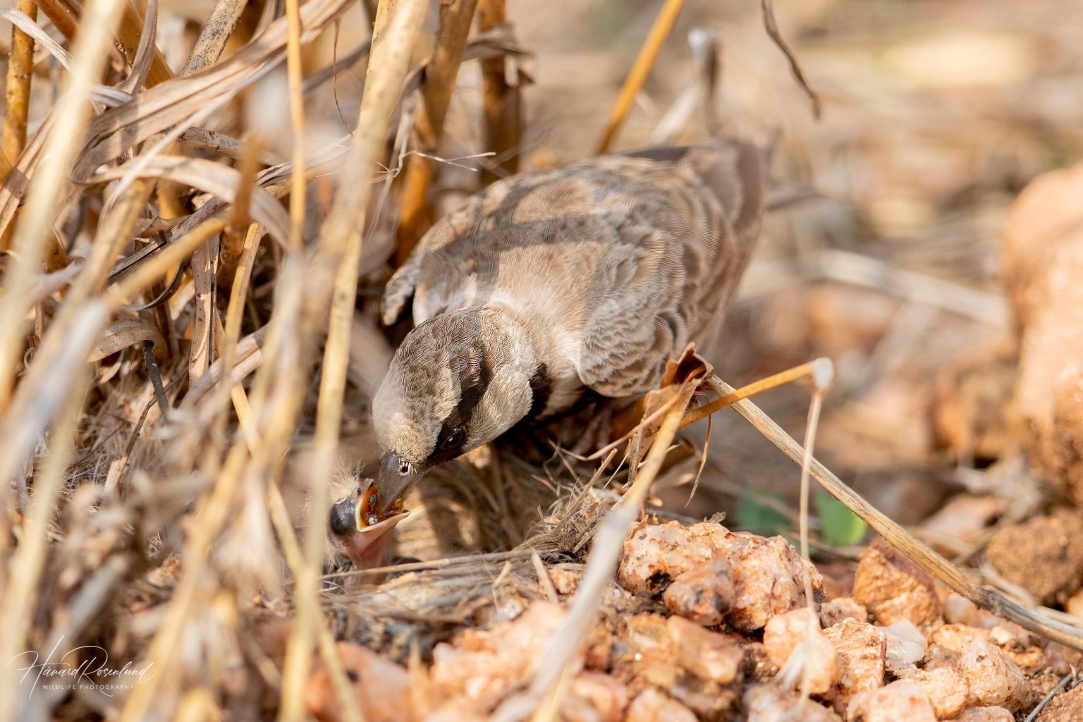 Ashy-crowned Sparrow-Lark (Eremopterix griseus) @ Pench National Park, India. Photo: Håvard Rosenlund