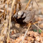 Ashy-crowned Sparrow-Lark (Eremopterix griseus) @ Pench National Park, India. Photo: Håvard Rosenlund