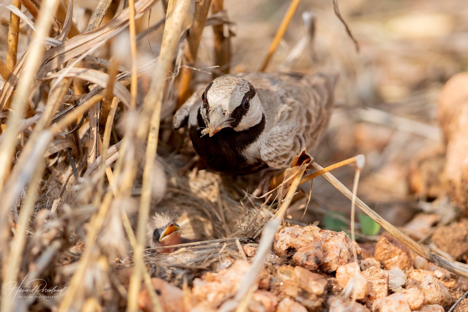 Ashy-crowned Sparrow-Lark (Eremopterix griseus) @ Pench National Park, India. Photo: Håvard Rosenlund