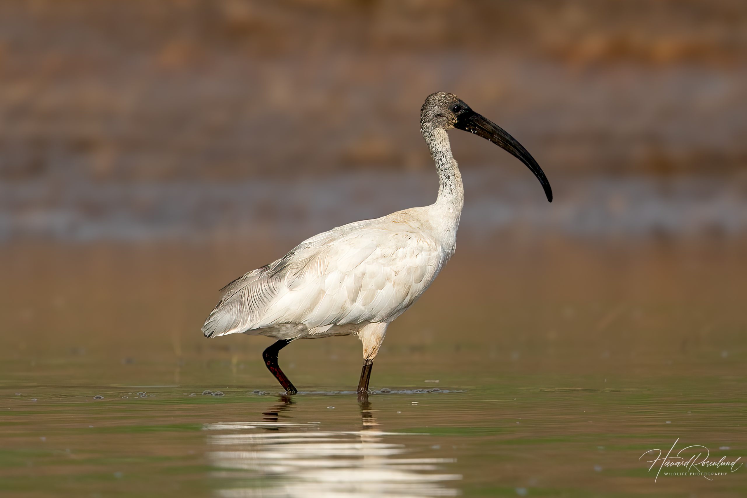 Orientibis (Threskiornis melanocephalus) @ Satpura National Park, India. Foto: Håvard Rosenlund