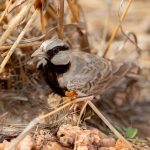 Ashy-crowned Sparrow-Lark (Eremopterix griseus) @ Pench National Park, India. Photo: Håvard Rosenlund