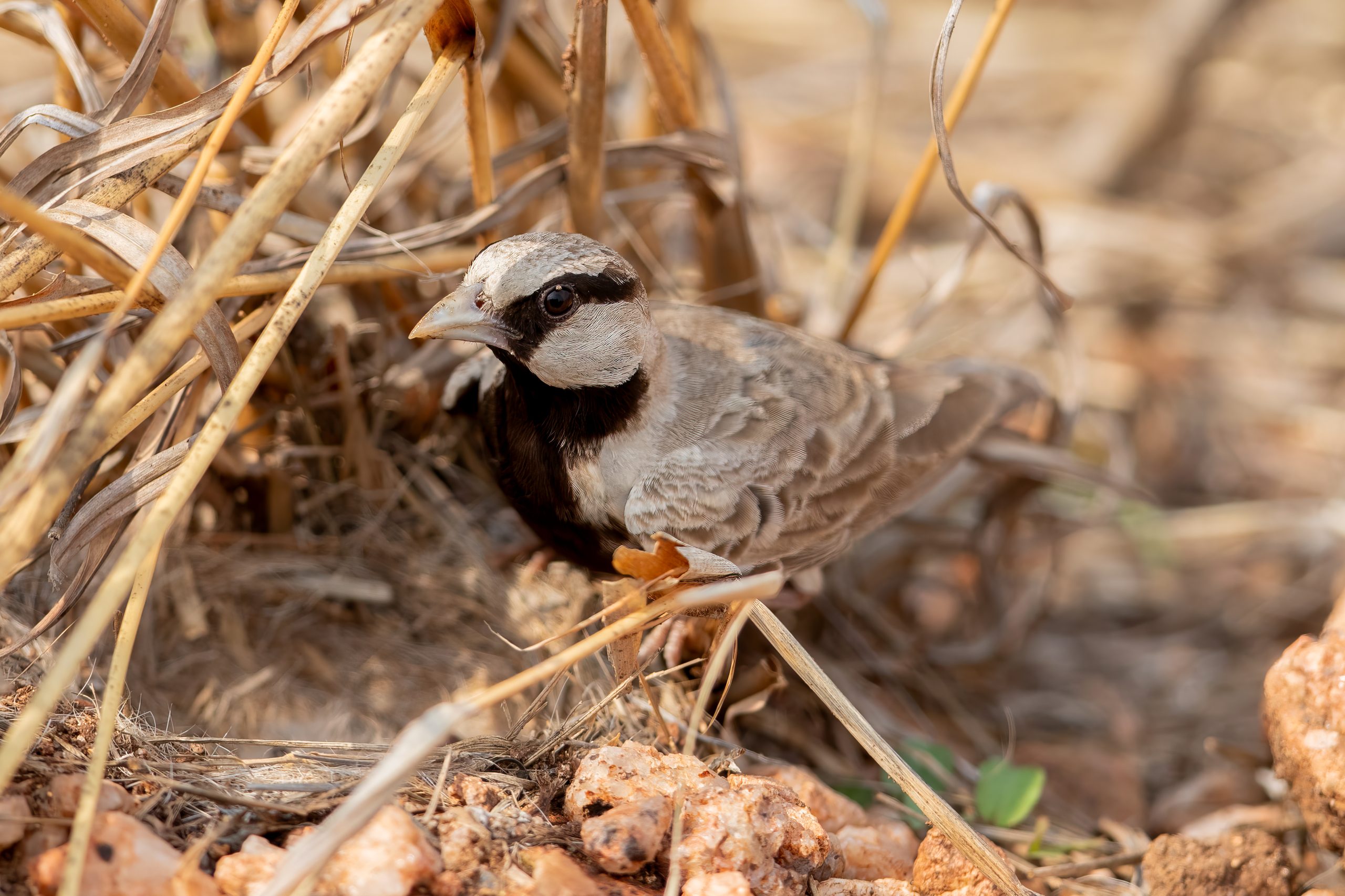 Ashy-crowned Sparrow-Lark (Eremopterix griseus) @ Pench National Park, India. Photo: Håvard Rosenlund