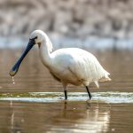 Skjestork (Platalea leucorodia) @ Satpura National Park, India. Foto: Håvard Rosenlund