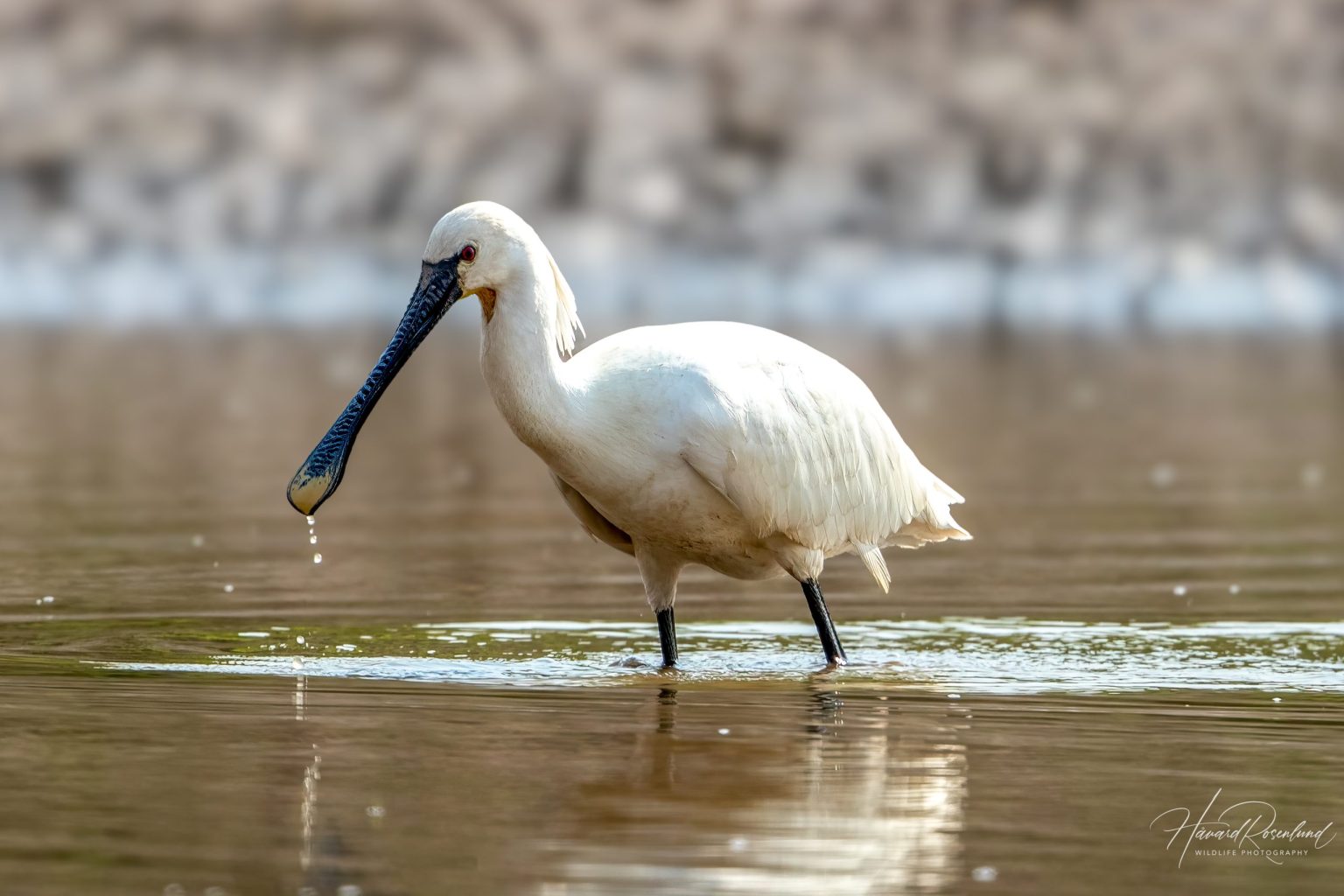 Skjestork (Platalea leucorodia) @ Satpura National Park, India. Foto: Håvard Rosenlund