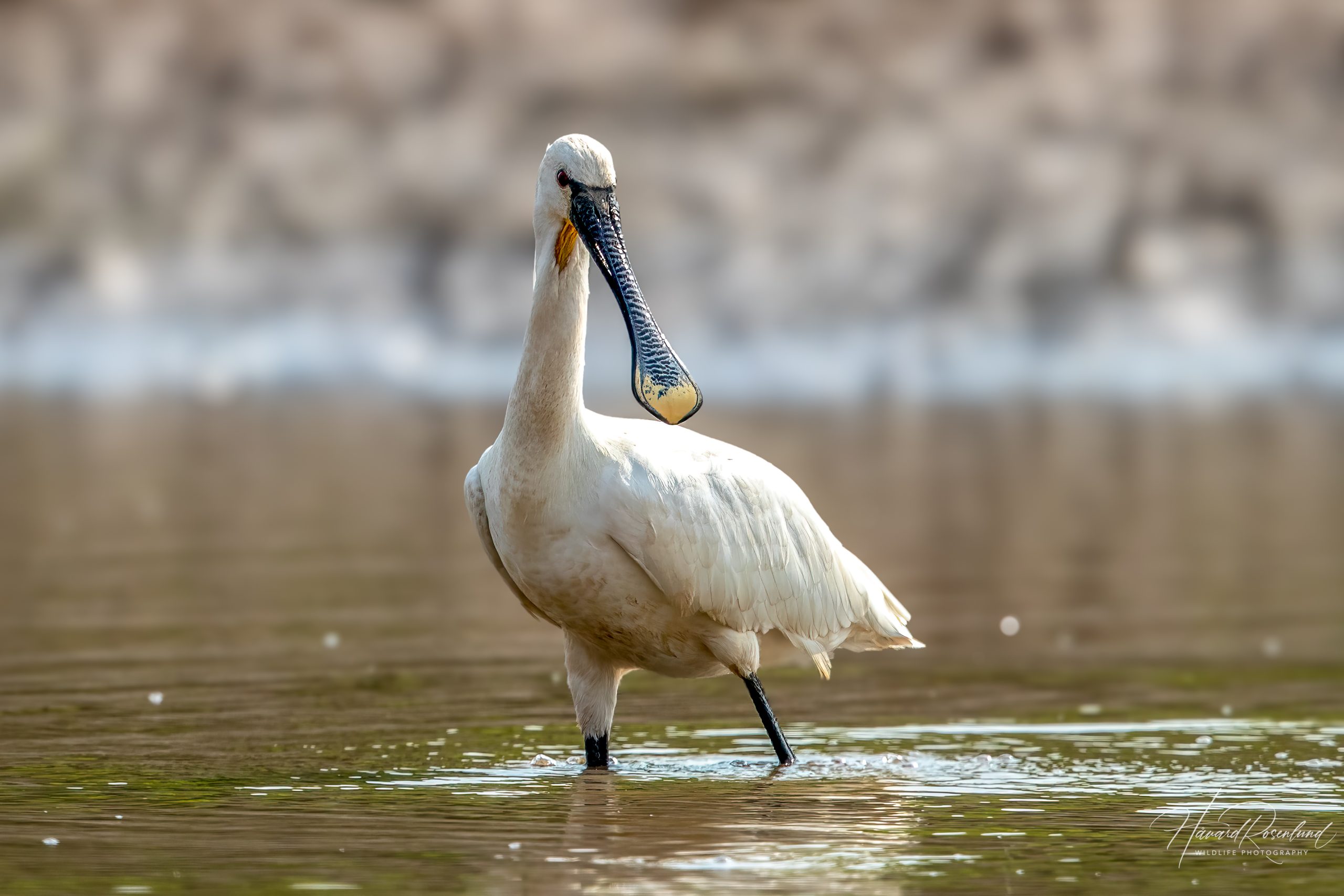Skjestork (Platalea leucorodia) @ Satpura National Park, India. Foto: Håvard Rosenlund
