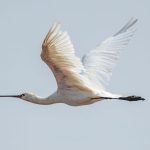 Skjestork (Platalea leucorodia) @ Satpura National Park, India. Foto: Håvard Rosenlund