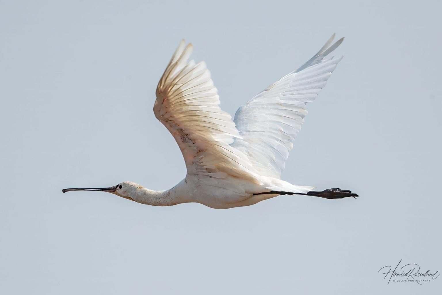 Skjestork (Platalea leucorodia) @ Satpura National Park, India. Foto: Håvard Rosenlund