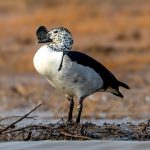 Knob-billed Duck (Sarkidiornis melanotos) @ Satpura National Park, India. Photo: Håvard Rosenlund