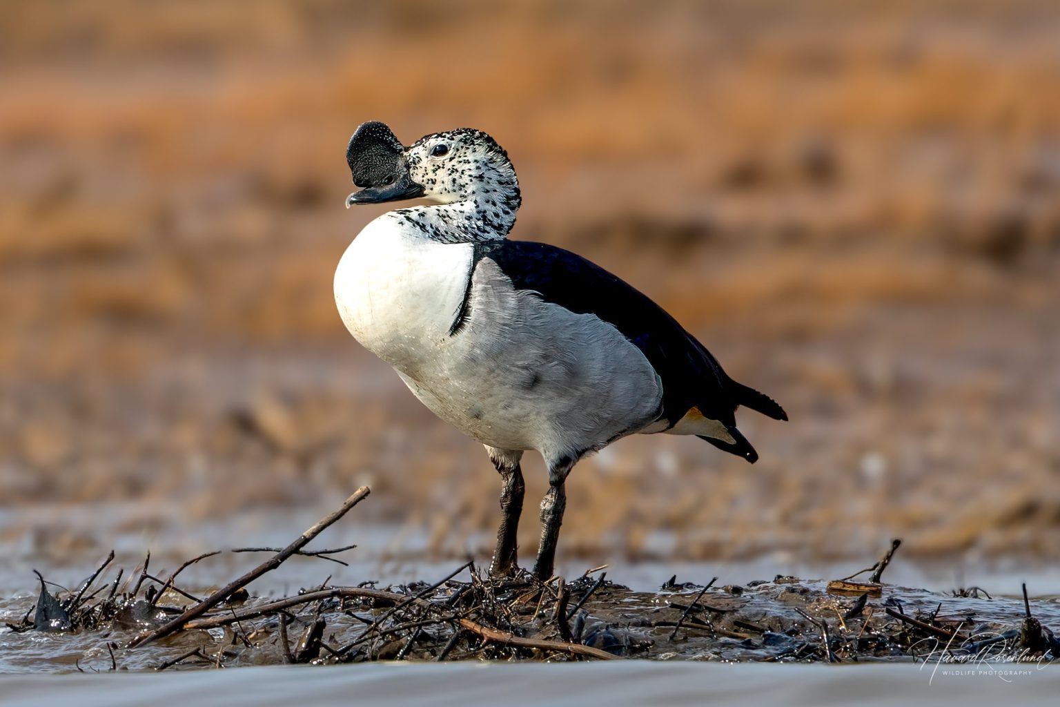 Knob-billed Duck (Sarkidiornis melanotos) @ Satpura National Park, India. Photo: Håvard Rosenlund