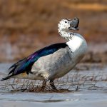 Knob-billed Duck (Sarkidiornis melanotos) @ Satpura National Park, India. Photo: Håvard Rosenlund