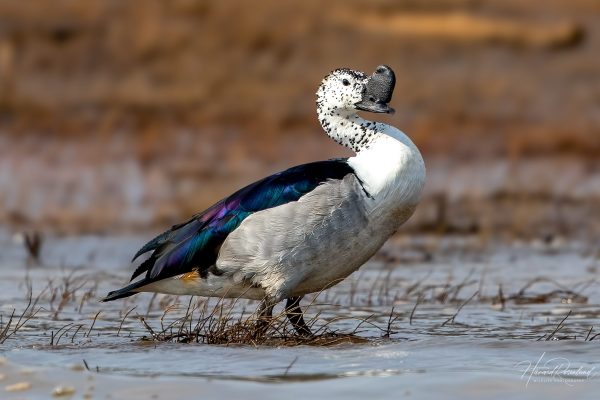 Kamand (Sarkidiornis melanotos) @ Satpura National Park, India. Foto: Håvard Rosenlund