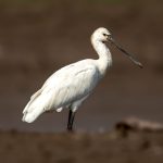 Skjestork (Platalea leucorodia) @ Satpura National Park, India. Foto: Håvard Rosenlund