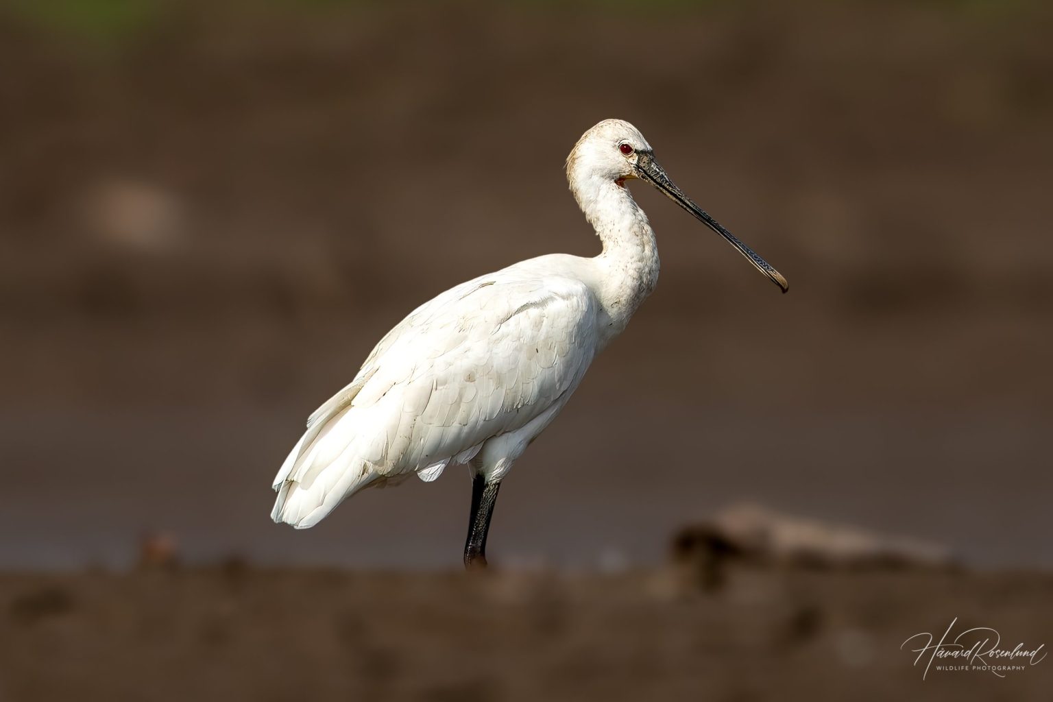 Skjestork (Platalea leucorodia) @ Satpura National Park, India. Foto: Håvard Rosenlund