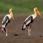 Painted Stork (Mycteria leucocephala) @ Satpura National Park, India. Photo: Håvard Rosenlund