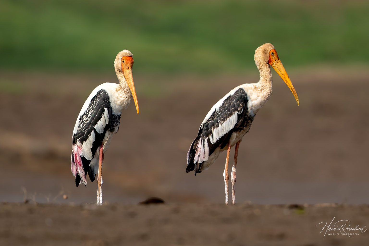 Painted Stork (Mycteria leucocephala) @ Satpura National Park, India. Photo: Håvard Rosenlund