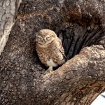 Spotted Owlet (Athene brama) @ Satpura National Park, India. Photo: Håvard Rosenlund
